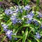 Scilla luciliae in a field near a forest in early spring.