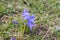 Scilla luciliae flowers together, Bossier`s glory-of-the-snow in bloom, white flowers on background