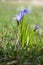 Scilla luciliae flowers together, Bossier`s glory-of-the-snow in bloom, white flowers on background