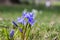 Scilla luciliae flowers together, Bossier`s glory-of-the-snow in bloom, white flowers on background