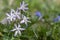 Scilla luciliae light violet and white small springtime flowers in the grass, close up view bulbous flowering plant