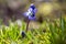 Scilla siberica blue small springtime flowers in the grass, close up view bulbous flowering plant