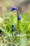 Scilla siberica blue small springtime flowers in the grass, close up view bulbous flowering plant