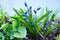 Scilla siberica (Siberian squill or wood squill)