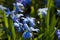 Scilla siberica, Siberian squill, wood squill. Spring blue flowers closeup.