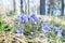 Scilla siberica spring flowers in forest