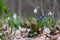 Scilla sibirica flower