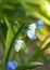 Scilla white squill  while flowering in the early spring