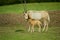 Scimitar Horned Oryx