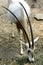 Scimitar-horned Oryx