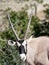 Scimitar Horned Oryx