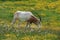 Scimitar-horned oryx