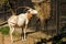 Scimitar-horned oryx