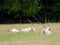 Scimitar-Horned Oryx