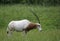 Scimitar-horned oryx