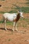 Scimitar horned oryx - African savvanah animal