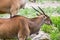 Scimitar-Horned Oryx Africian Antelope