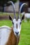 The Scimitar-horned Oryx, also called the Scimitar Oryx, of North Africa is extinct in the wild. In addition to habitat loss it wa