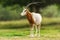 Scimitar horned oryx animal in zoo or farm.