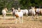 Scimitar Horned Oryx Calf