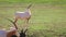 Scimitar horned oryx (gazelle) is looking around and eating (nibbling) grass, grazing,