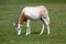 A Scimitar Horned Oryx grazing on grassland