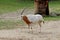 Scimitar-horned oryx Oryx dammah, also known as the Sahara oryx