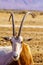 Scimitar-horned oryx, in the Yotvata Hai-Bar Nature Reserve