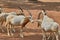 Scimitar oryx