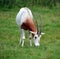 The scimitar oryx