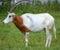 The scimitar oryx