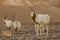 Scimitar oryx antelopes