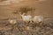 Scimitar oryx antelopes family