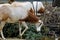 Scimitar oryx eating christmas tree
