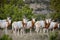 Scimitar Oryx Herd