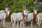 Scimitar Oryx Herd