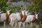 Scimitar Oryx Herd