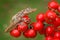 Scinax boulengeri, Boulenger`s Snouted Treefrog, tinny amphibian with red flower. in nature habitat. Frog from Costa Rica, tropi