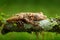 Scinax boulengeri, Boulenger\\\'s Snouted Treefrog, tinny amphibian with red flower.  in nature habitat. Frog from Costa Rica, tropi