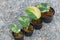 scindapsus jade satin variegated in the pot