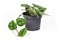 `Scindapsus Pictus Argyraeus` tropical house plant, also called `Satin Pothos` with velvet texture and silver spot pattern