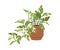Scindapsus, potted house plant with leaf variegation. Houseplant with bicolor variegated foliage. Devil s ivy, natural