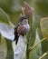Scintillant Hummingbird Selasphorus scintilla