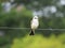 Scissor tail flycatcher, baby or young