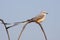 Scissor-tailed Flycatcher