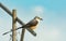 Scissor-tailed Flycatcher sitting on a stick