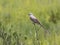 The scissor tailed flycatcher Tyrannus forficatus