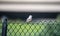 Scissors tail bird perching on a metal fence