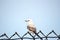 Scissors tail bird perching on a metal fence