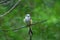 Scissortail Flycatcher